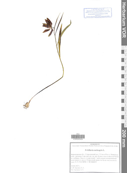 VOR 0043454