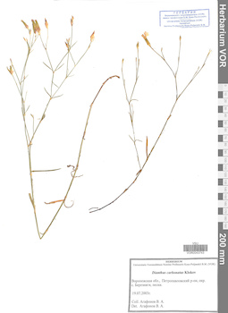VOR 0043743