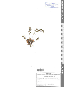 VOR 0043753