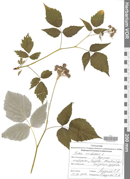 VOR 0043756