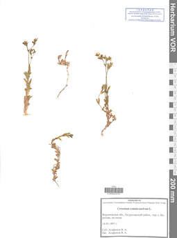 VOR 0043757