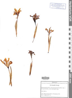 VOR 0043769