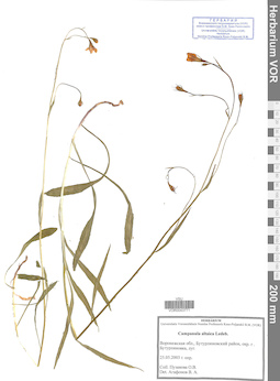 VOR 0043771