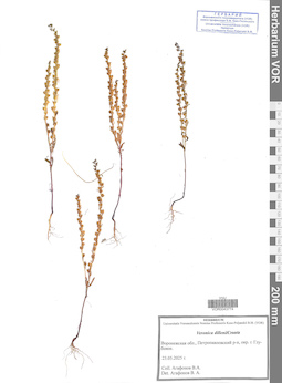 VOR 0043774