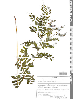 VOR 0043806