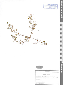 VOR 0043818
