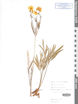 VOR 0043824