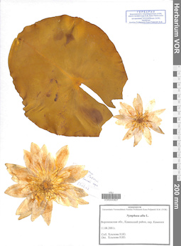 VOR 0043827