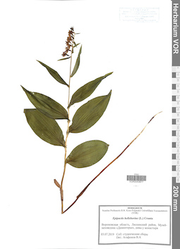 VOR 0043877