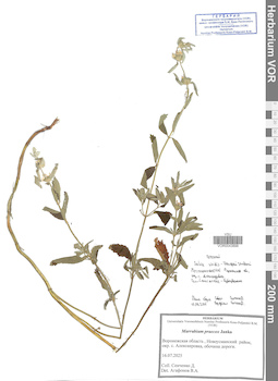 VOR 0043898