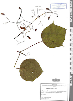 VOR 0043903