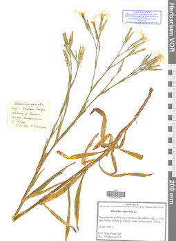 VOR 0043904