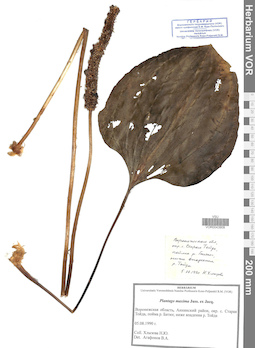 VOR 0043909