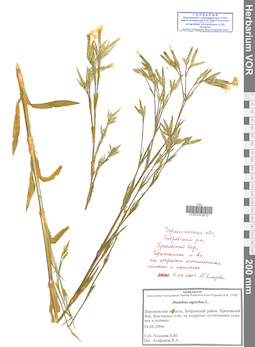 VOR 0043910