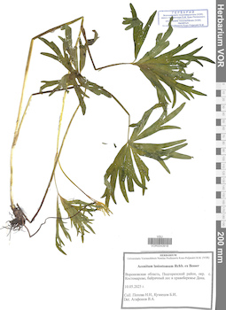 VOR 0043918