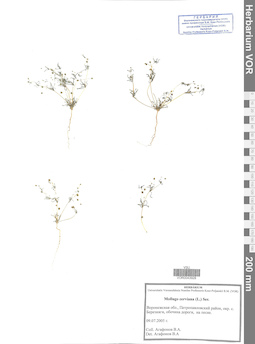VOR 0043928
