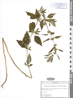 VOR 0043935
