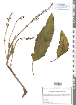 VOR 0043940
