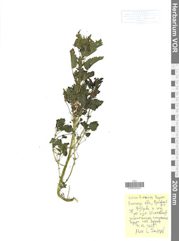 VOR 0043941