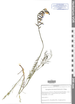 VOR 0043952