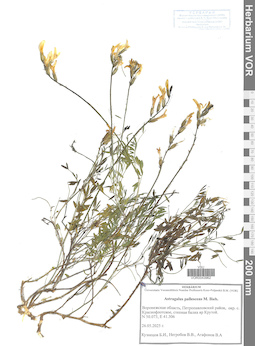 VOR 0043962