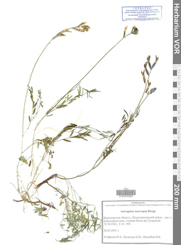 VOR 0043963