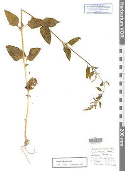 VOR 0043966