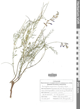 VOR 0043967