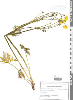 VOR 0043970