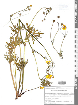 VOR 0043974
