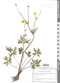 VOR 0043978