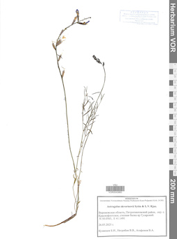 VOR 0043993