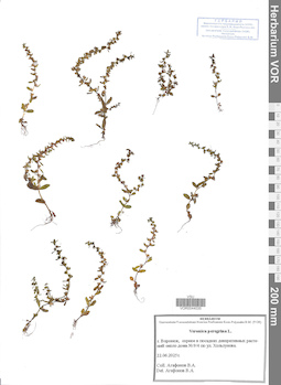 VOR 0044035