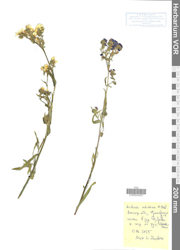 VOR 0044037