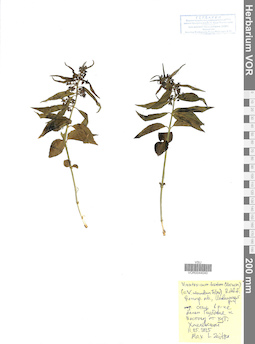 VOR 0044040