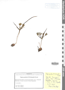 VOR 0044041