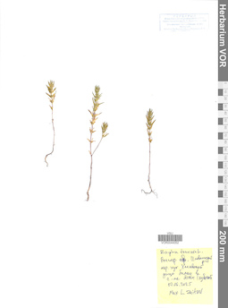 VOR 0044052