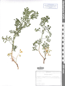 VOR 0044073