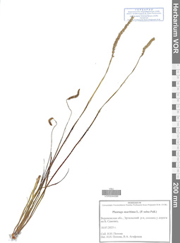 VOR 0044096