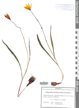 VOR 0044173