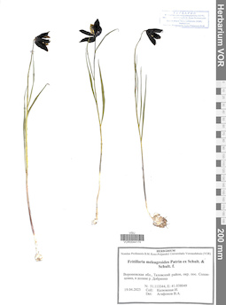 VOR 0044174