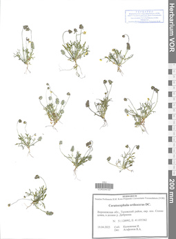 VOR 0044187
