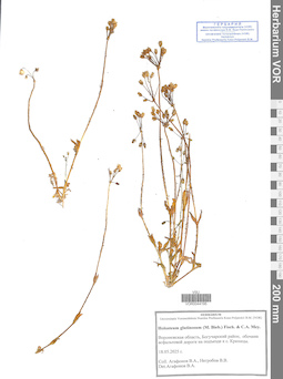 VOR 0044195