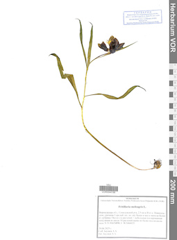 VOR 0044196