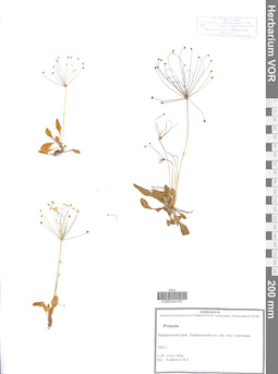 VOR 0044197