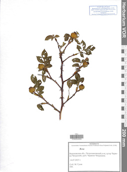 VOR 0044658