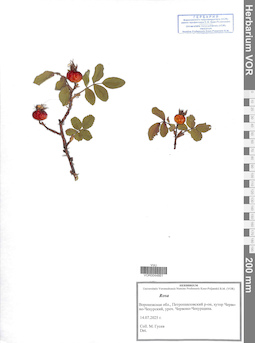 VOR 0044661