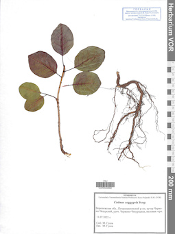 VOR 0044662