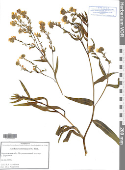 VOR 0044666