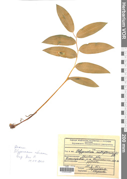 VOR 0044667